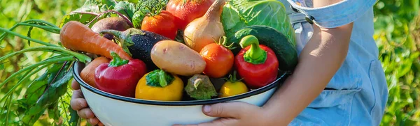 Niño Jardín Con Verduras Las Manos Enfoque Selectivo — Foto de Stock