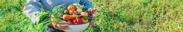 Abuela Jardín Con Verduras Sus Manos Enfoque Selectivo —  Fotos de Stock