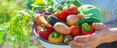 Bahçedeki büyükanne ellerinde sebzelerle. Seçici odaklanma. Doğa.