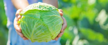 Elinde lahana ve brokoli olan çocuk. Seçici odaklanma. Doğa.