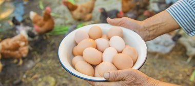 büyükannenin elinde ev yapımı yumurta. Seçici odak. Doğa.