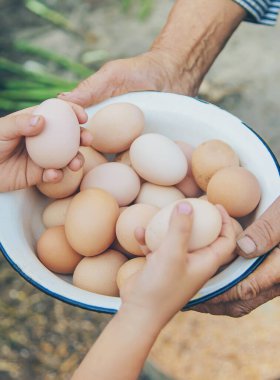 büyükannenin elinde ev yapımı yumurta. Seçici odak. Doğa.