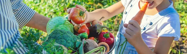 Niño Abuela Jardín Con Verduras Las Manos Enfoque Selectivo Naturaleza — Foto de Stock