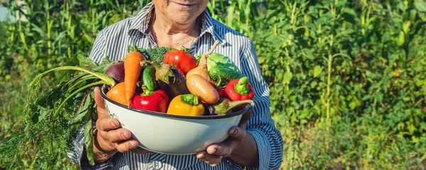Bahçede Elinde Sebzelerle Bir Büyükanne Seçici Odaklanma Doğa — Stok fotoğraf