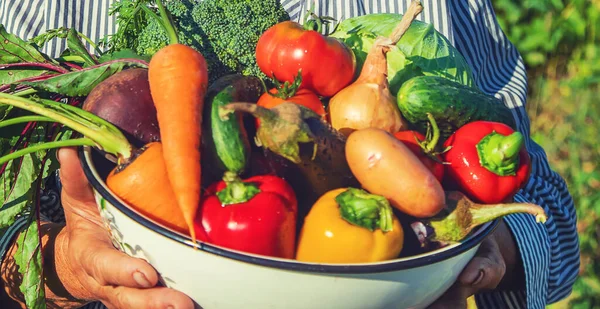 Abuela Jardín Con Verduras Las Manos Enfoque Selectivo Naturaleza — Foto de Stock