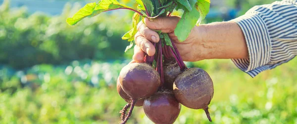 Nonna Con Verdure Mano Giardino Verdure Biologiche Concentrazione Selettiva Natura — Foto Stock