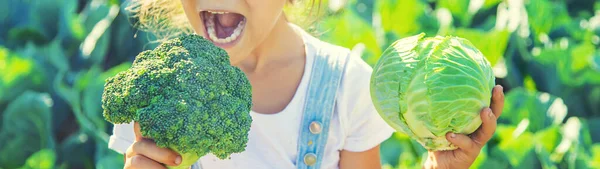 Child Cabbage Broccoli Hands Selective Focus — Stock Photo, Image