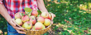 Erkek bahçıvan bahçedeki elmaları topluyor. Seçici odaklanma. Doğa.
