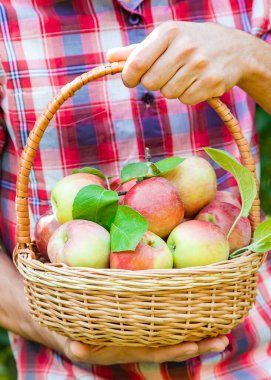 Erkek bahçıvan bahçedeki elmaları topluyor. Seçici odaklanma. Doğa.