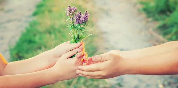 Kinder Halten Sich Mit Blumen Den Händen Selektiver Fokus Natur — Stockfoto