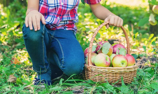 Barn Plockar Äpplen Trädgården Trädgården Selektiv Inriktning — Stockfoto