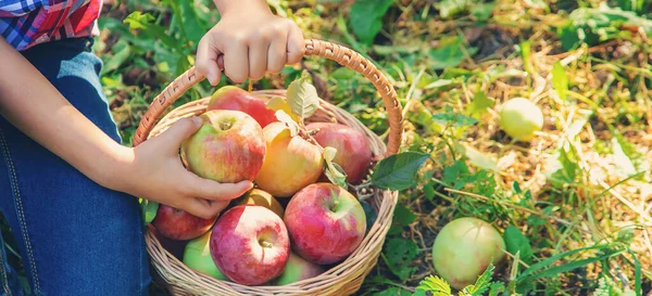 child picks apples in the garden in the garden. Selective focus. nature.