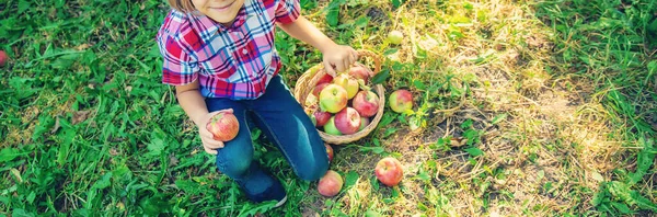 Çocuk Bahçedeki Elmaları Topluyor Seçici Odak — Stok fotoğraf