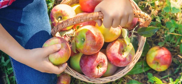 child picks apples in the garden in the garden. Selective focus. nature.