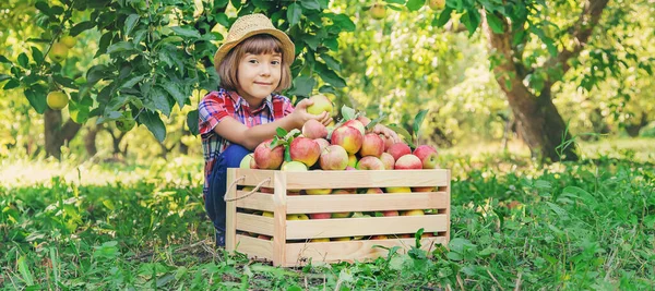 Дитина Збирає Яблука Саду Вибірковий Фокус — стокове фото