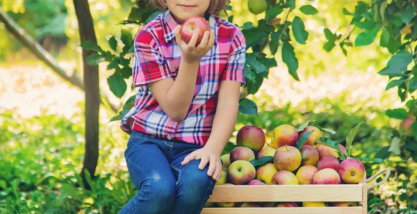 child picks apples in the garden in the garden. Selective focus.