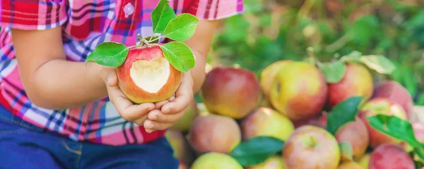 child picks apples in the garden in the garden. Selective focus. nature.