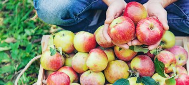 Erkek bahçıvan bahçedeki elmaları topluyor. Seçici odaklanma. Doğa.