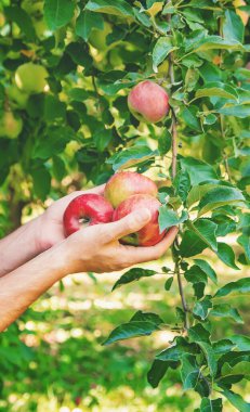 Erkek bahçıvan bahçedeki elmaları topluyor. Seçici odaklanma. Doğa.