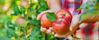 Erkek bahçıvan bahçedeki elmaları topluyor. Seçici odaklanma. Doğa.