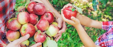Kızı ve babası bahçede elma topluyor. Seçici odaklanma. Doğa.