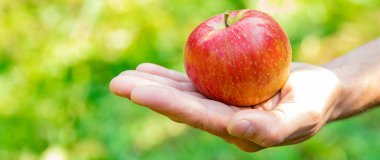 Erkek bahçıvan bahçedeki elmaları topluyor. Seçici odaklanma. Doğa.