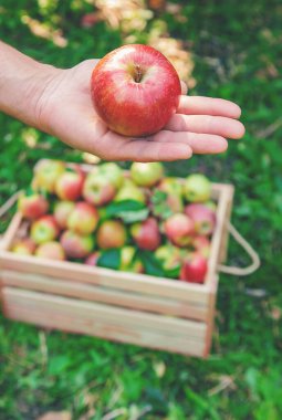 Erkek bahçıvan bahçedeki elmaları topluyor. Seçici odaklanma. Doğa.
