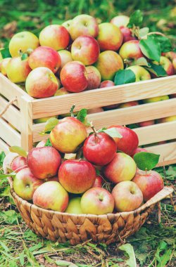 Bahçedeki bir ağaçtaki bir kutuda elma hasat et. Seçici odaklanma. Doğa.