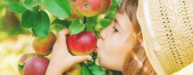 Çocuk bahçedeki elmaları topluyor. Seçici odak.