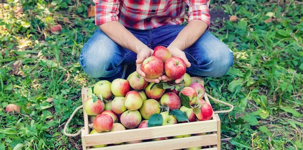 Man gardener picks apples in the garden in the garden. Selective focus.