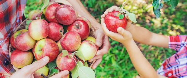 Daughter and father collect apples in the garden. Selective focus. nature.