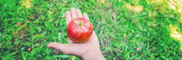 정원을 가꾸는 사람은 정원에서 사과를 됩니다 선택적 집중입니다 — 스톡 사진