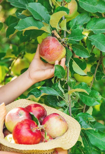 Child Picks Apples Garden Garden Selective Focus — Stock Photo, Image