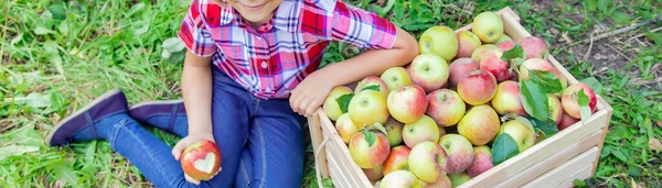 Kind Plukt Appels Tuin Tuin Selectieve Focus — Stockfoto