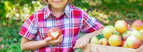 child picks apples in the garden in the garden. Selective focus.