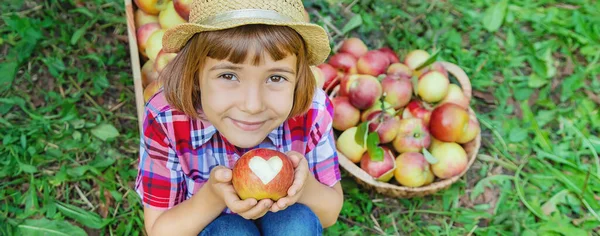 Çocuk Bahçedeki Elmaları Topluyor Seçici Odak — Stok fotoğraf