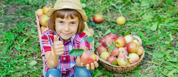 小孩在花园里摘苹果 有选择的重点 — 图库照片