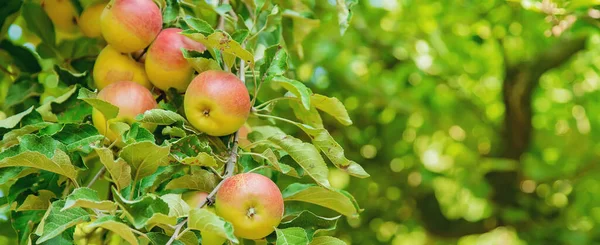 Bahçedeki Bir Ağaçtaki Elmalar Seçici Odaklanma Doğa — Stok fotoğraf