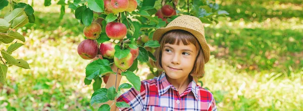 Niño Recoge Manzanas Jardín Jardín Enfoque Selectivo — Foto de Stock