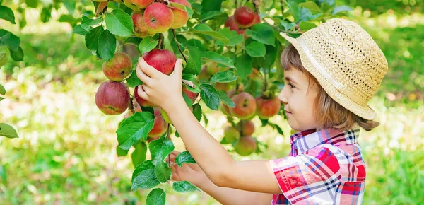 Enfant Cueille Des Pommes Dans Jardin Dans Jardin Concentration Sélective — Photo