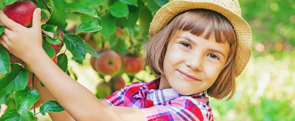 Kind Plukt Appels Tuin Tuin Selectieve Focus — Stockfoto