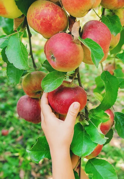 Child Picks Apples Garden Garden Selective Focus — Stock Photo, Image