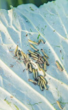 Lahana yapraklarında tırtıllar. Seçici odak. Doğa.