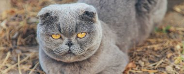 İskoç ırkı yetişkin kedi. Seçici odak. Doğa.