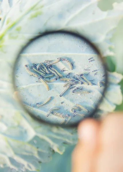 キャベツの葉に毛虫選択的な焦点 — ストック写真