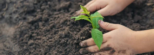 Uma Criança Jardim Planta Uma Planta Foco Seletivo Natureza — Fotografia de Stock