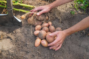 Bahçede patates kazın. Seçici odak. Doğa