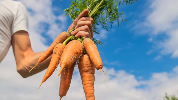 man with a bunch of carrots in the garden. Selective focus. nature.