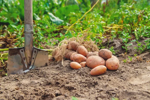 Dig Potatoes Garden Selective Focus Nature — Stock Photo, Image