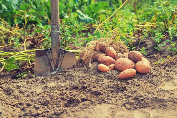 Σκάψτε Πατάτες Στον Κήπο Επιλεκτική Εστίαση Φύση — Φωτογραφία Αρχείου